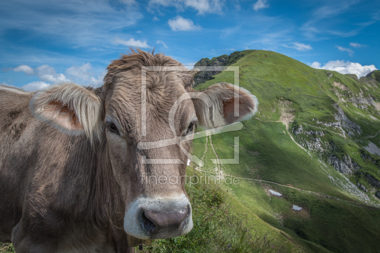 Bild-Nr.: 11808338 Kuh am Nebelhorn erstellt von Stefan Mosert