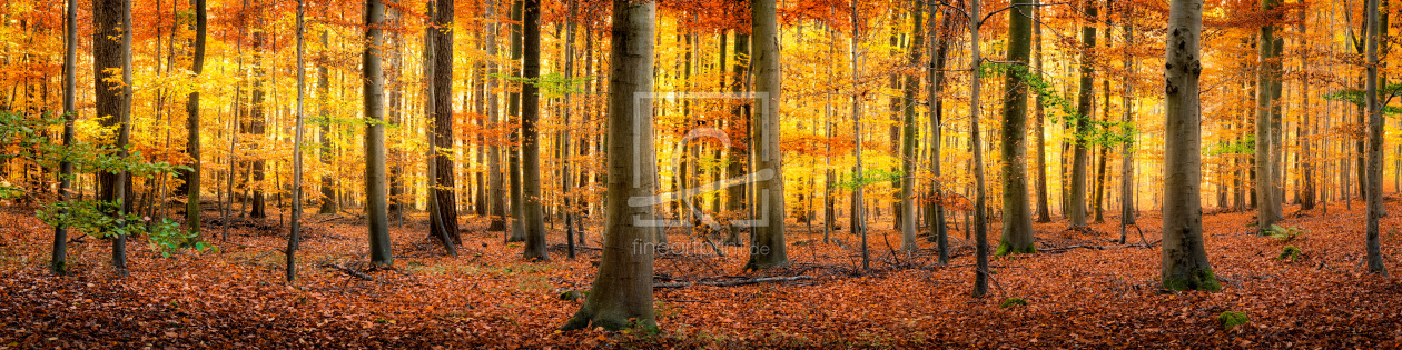 Bild-Nr.: 11808510 Bunter Herbstwald als Panorama Hintergrund erstellt von eyetronic