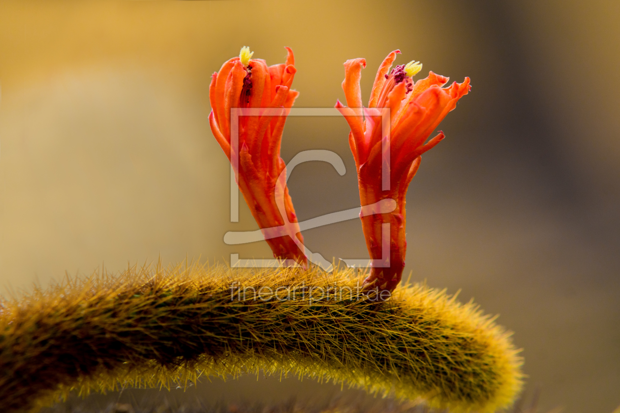 Bild-Nr.: 11809838 Makro Kaktusblüten erstellt von Reiner Würz