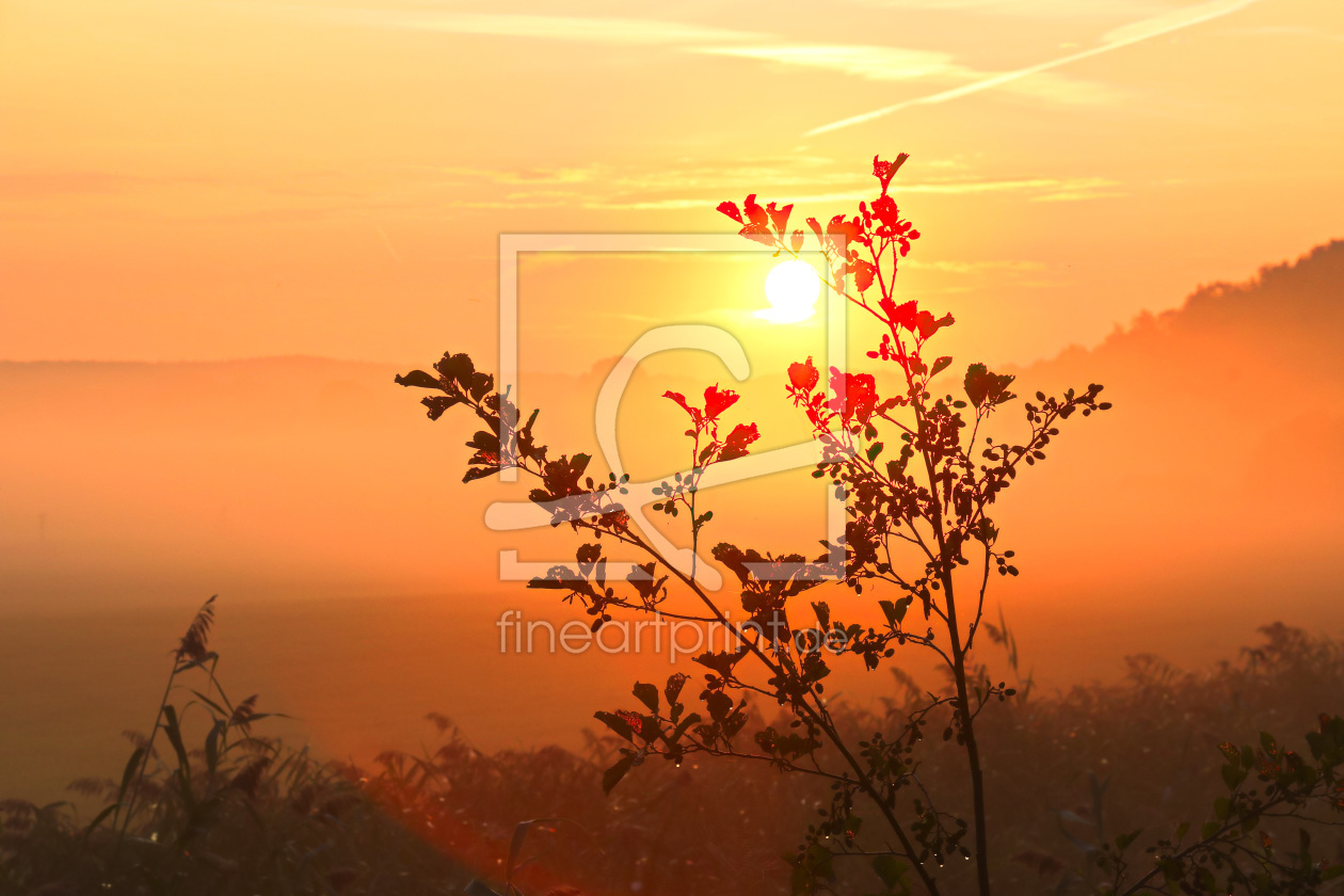 Bild-Nr.: 11810540 Pflanze im Sonnenaufgang erstellt von falconer59