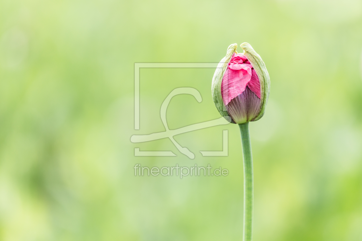 Bild-Nr.: 11810658 Mohnblume am Wegesrand Bild-Nr.: 11810658 Mohnblume am Wegesrand erstellt von Uwe Naumann