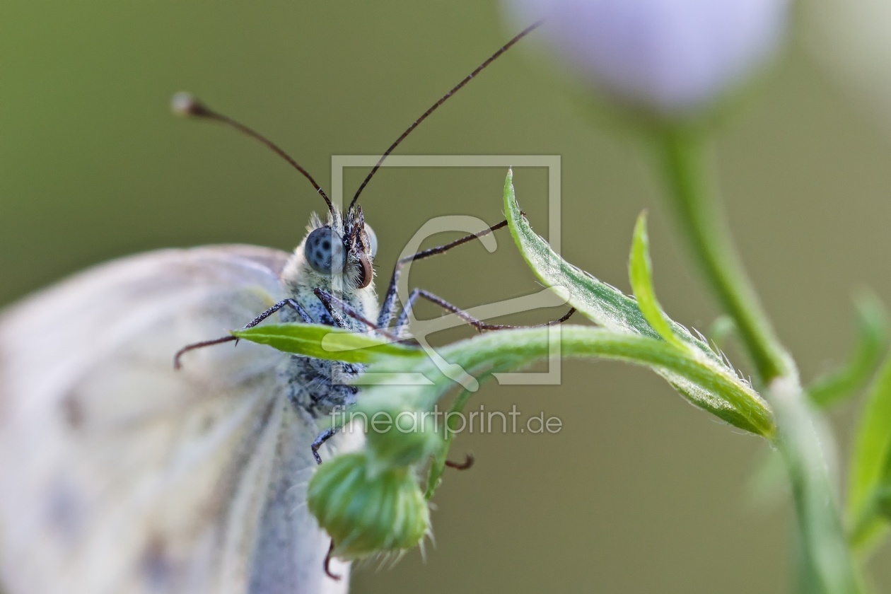 Bild-Nr.: 11812780 Blue Butterfly - Schmetterlingsaugen erstellt von Schau-genauer-hin