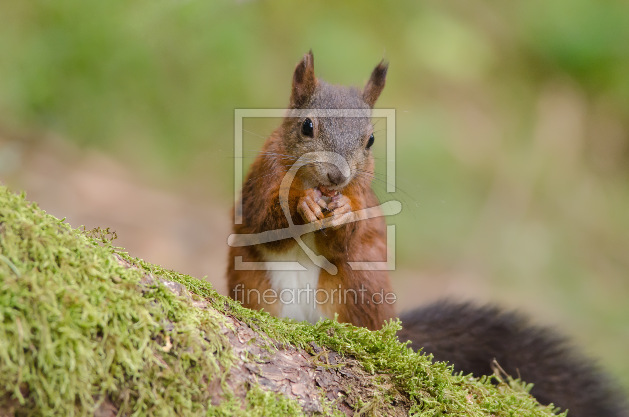 Bild-Nr.: 11813502 Futterndes Eichhörnchen erstellt von sh-picture