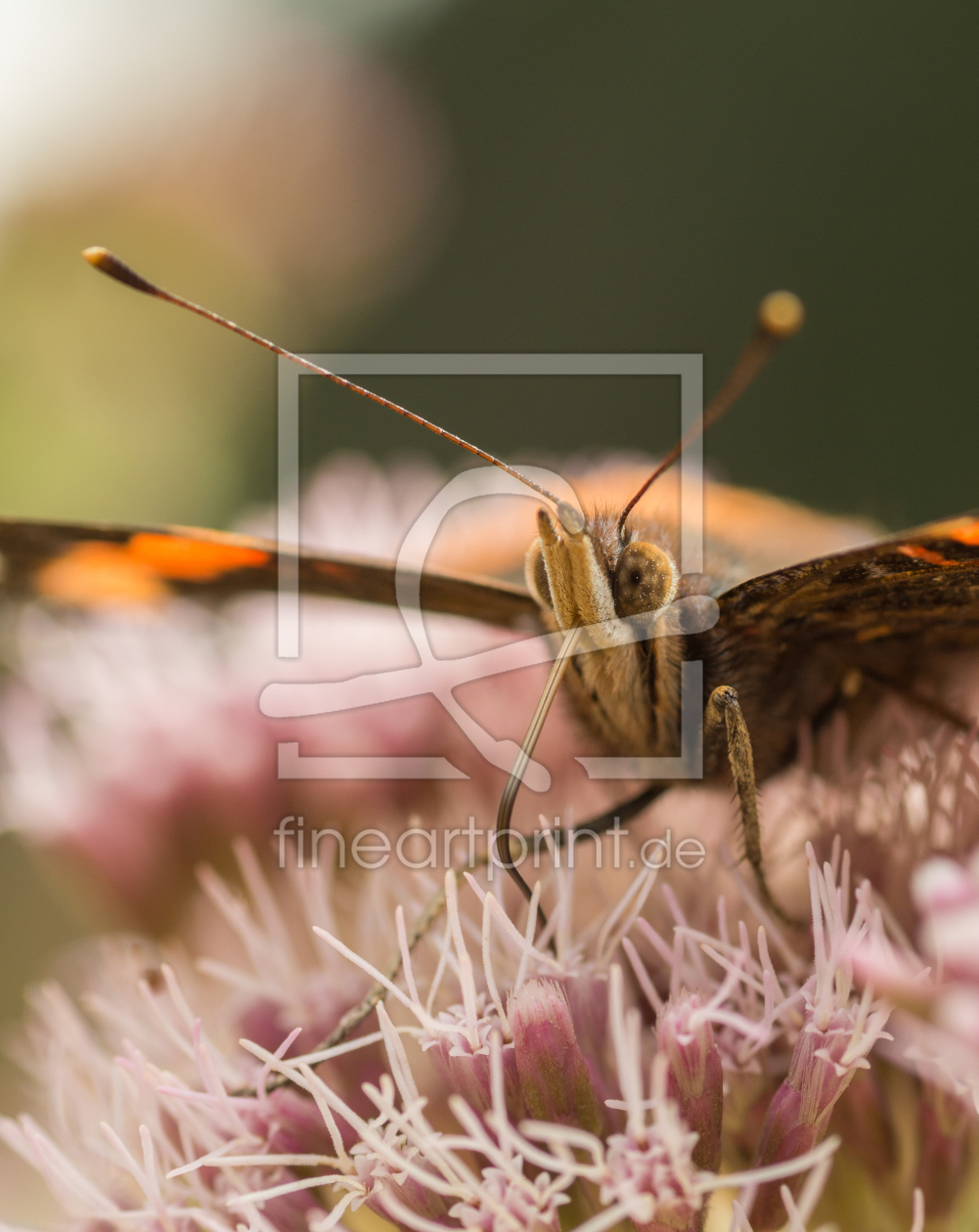 Bild-Nr.: 11813588 Schmetterling erstellt von nigella