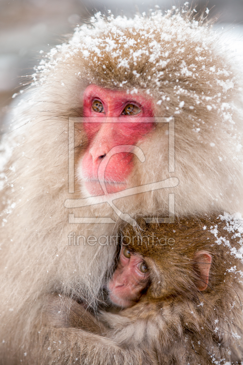 Bild-Nr.: 11815246 Schneeaffen in Japan erstellt von eyetronic