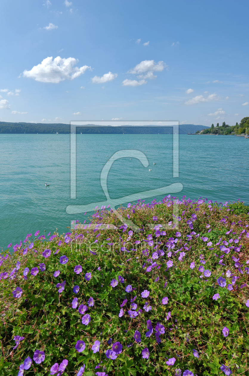 Bild-Nr.: 11815923 Sommer am Bodensee erstellt von Rolf Eschbach