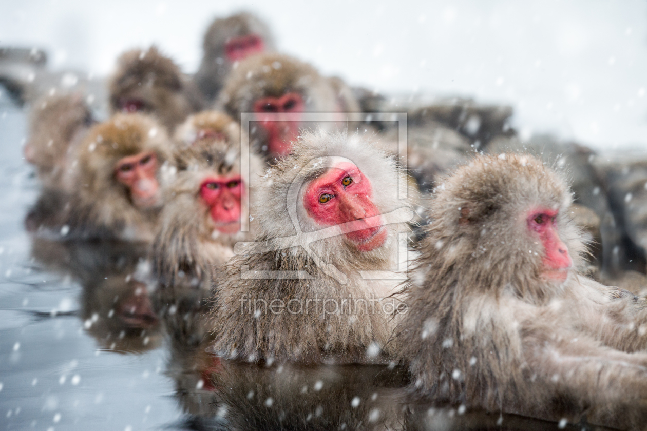 Bild-Nr.: 11816403 Japanische Schneeaffen beim Baden erstellt von eyetronic