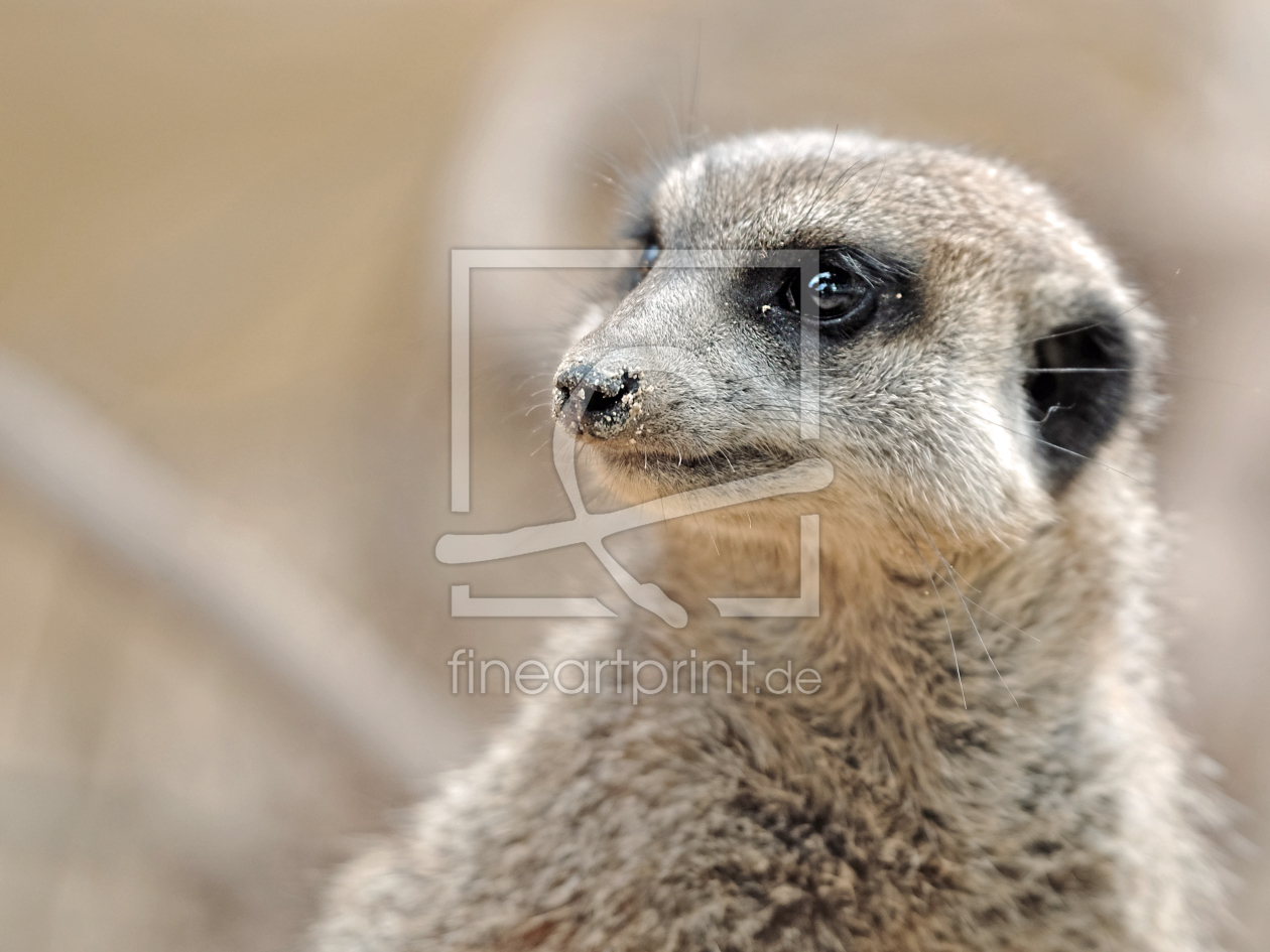 Bild-Nr.: 11816711 Suesses Koepfchen Bild-Nr.: 11816711 Suesses Koepfchen erstellt von Ostfriese