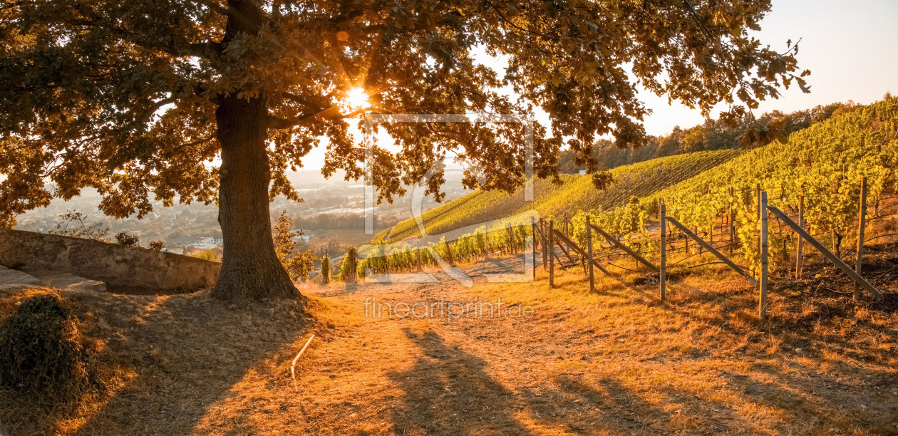 Bild-Nr.: 11816801 Herbst in Radebeul erstellt von Sergej Nickel