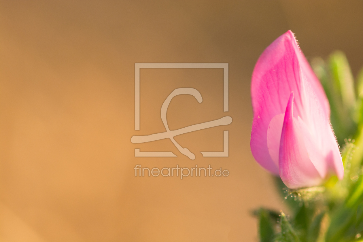 Bild-Nr.: 11817107 Zart Rosa erstellt von Fototommi
