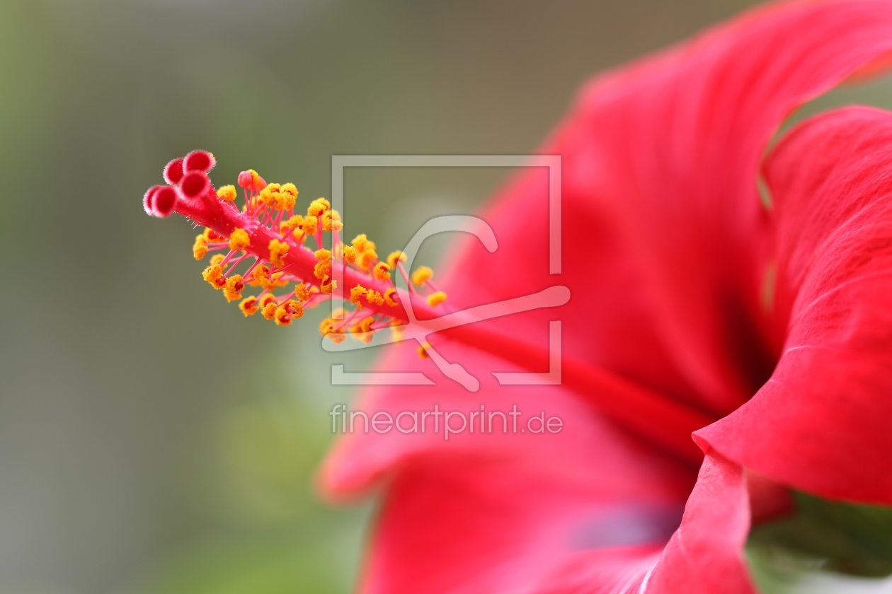 Bild-Nr.: 11819041 Hibiskus erstellt von falconer59