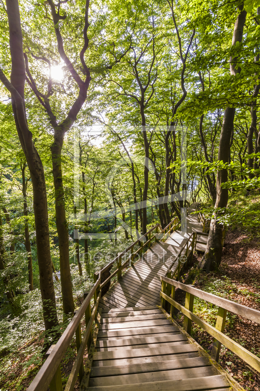 Bild-Nr.: 11819347 WALDWEG erstellt von dieterich