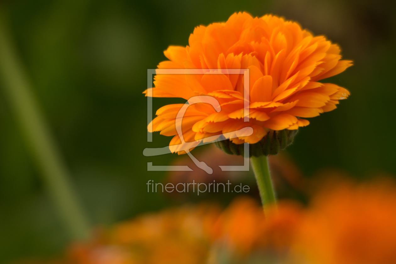 Bild-Nr.: 11820473 Orange erstellt von Fototommi