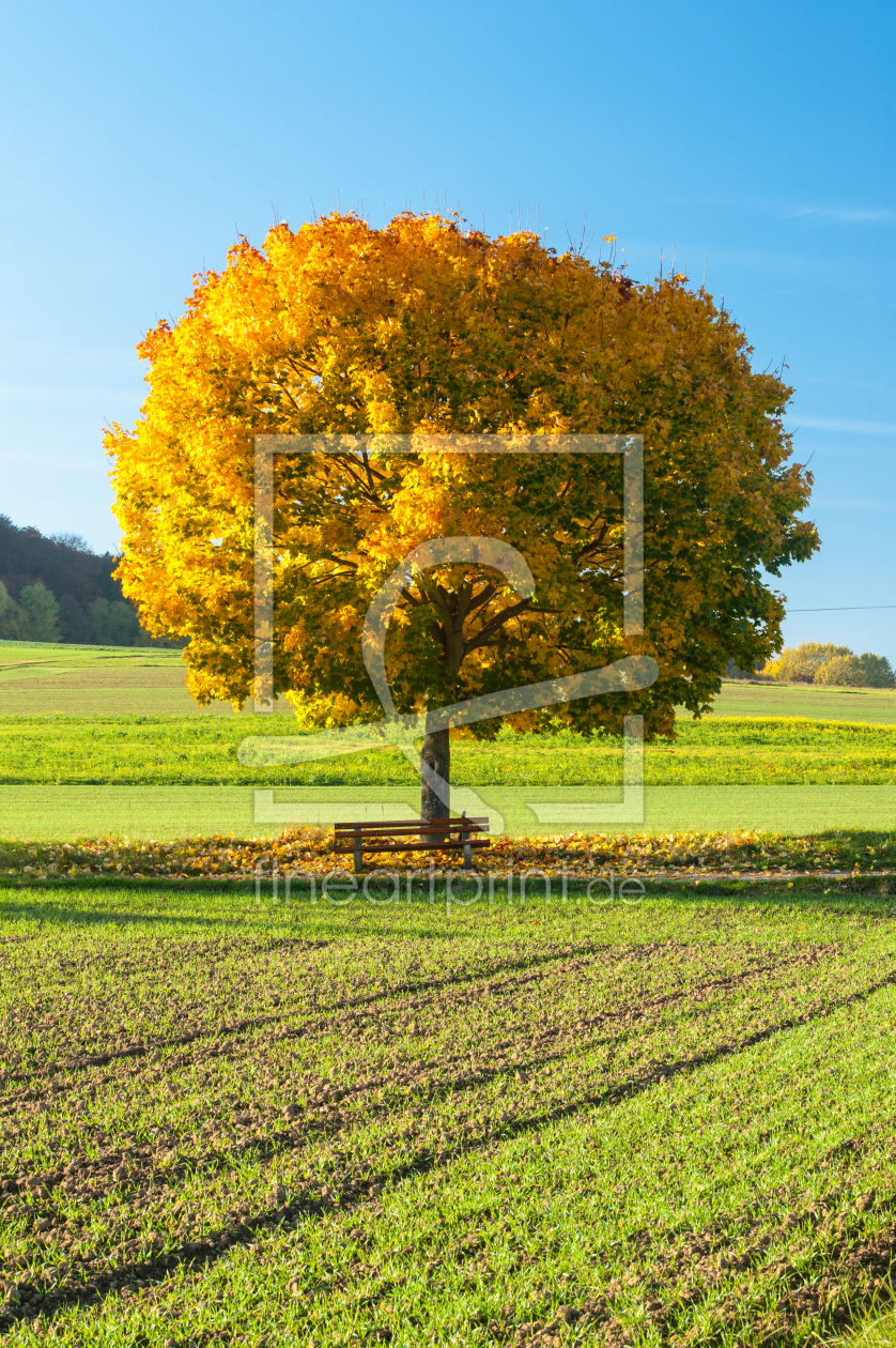 Bild-Nr.: 11820841 Herbstbaum erstellt von Fototommi