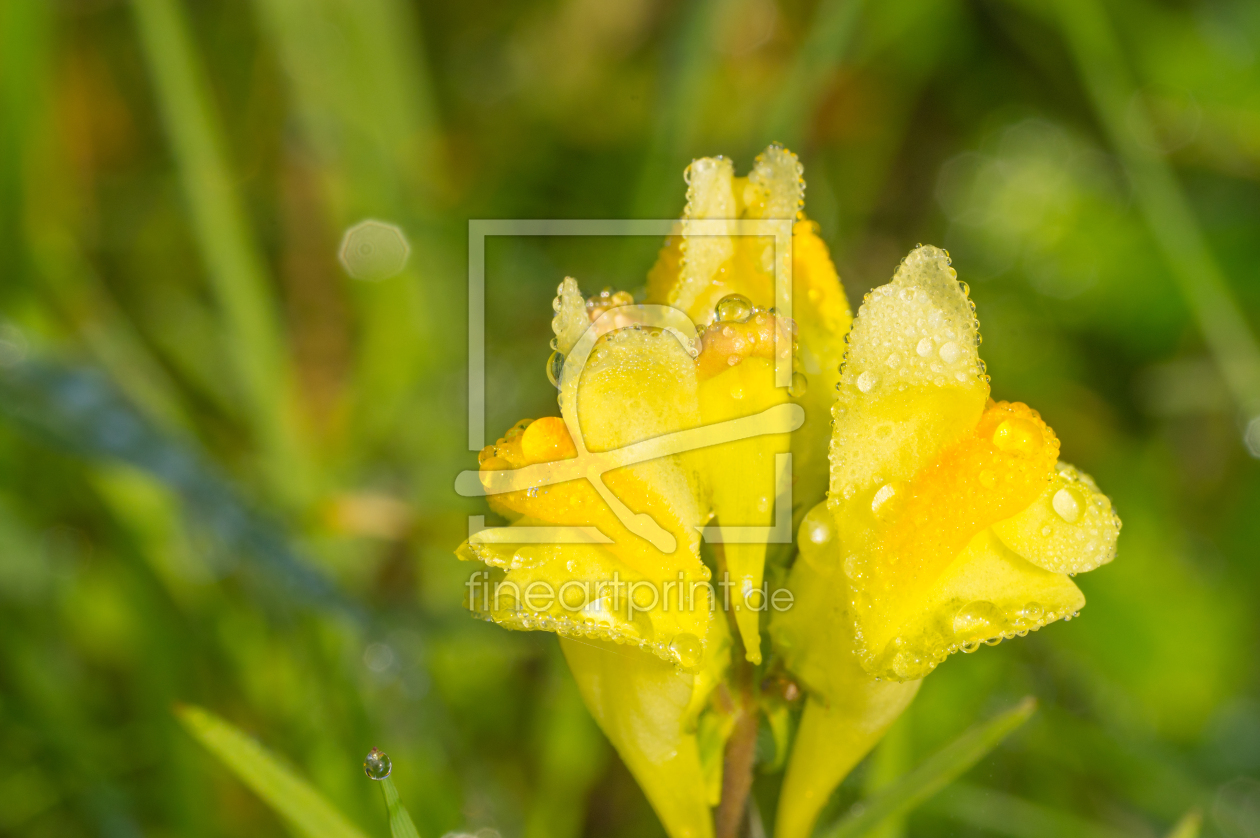 Bild-Nr.: 11821699 Im Morgentau erstellt von Fototommi