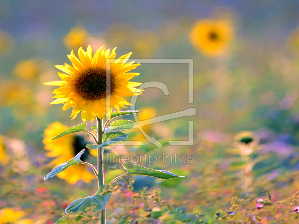 Bild-Nr.: 11822169 Sonnenblumen erstellt von Ostfriese