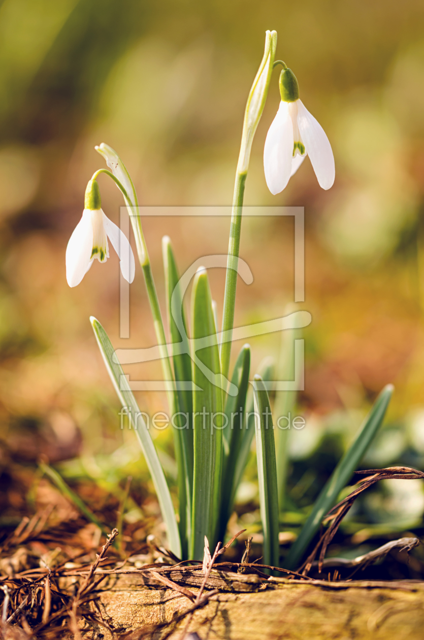 Bild-Nr.: 11823459 Schneeglöckchen erstellt von AlenaTerbachFotografie