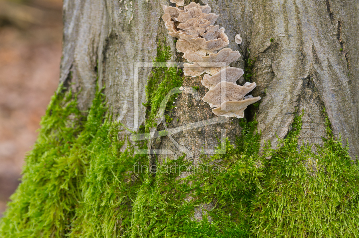 Bild-Nr.: 11823561 Pilztreppe am Baumstam erstellt von Fototommi