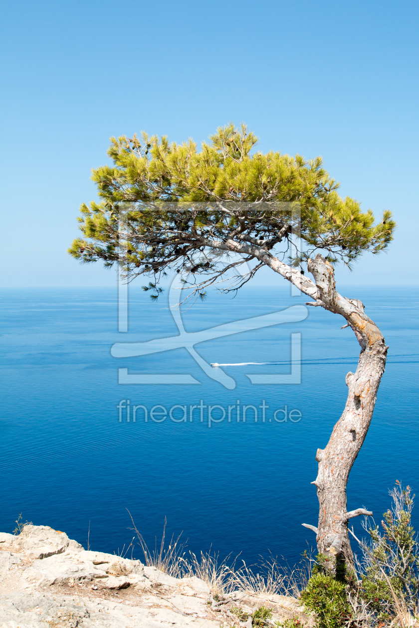 Bild-Nr.: 11824305 Baum am Meer erstellt von Daniela Galés