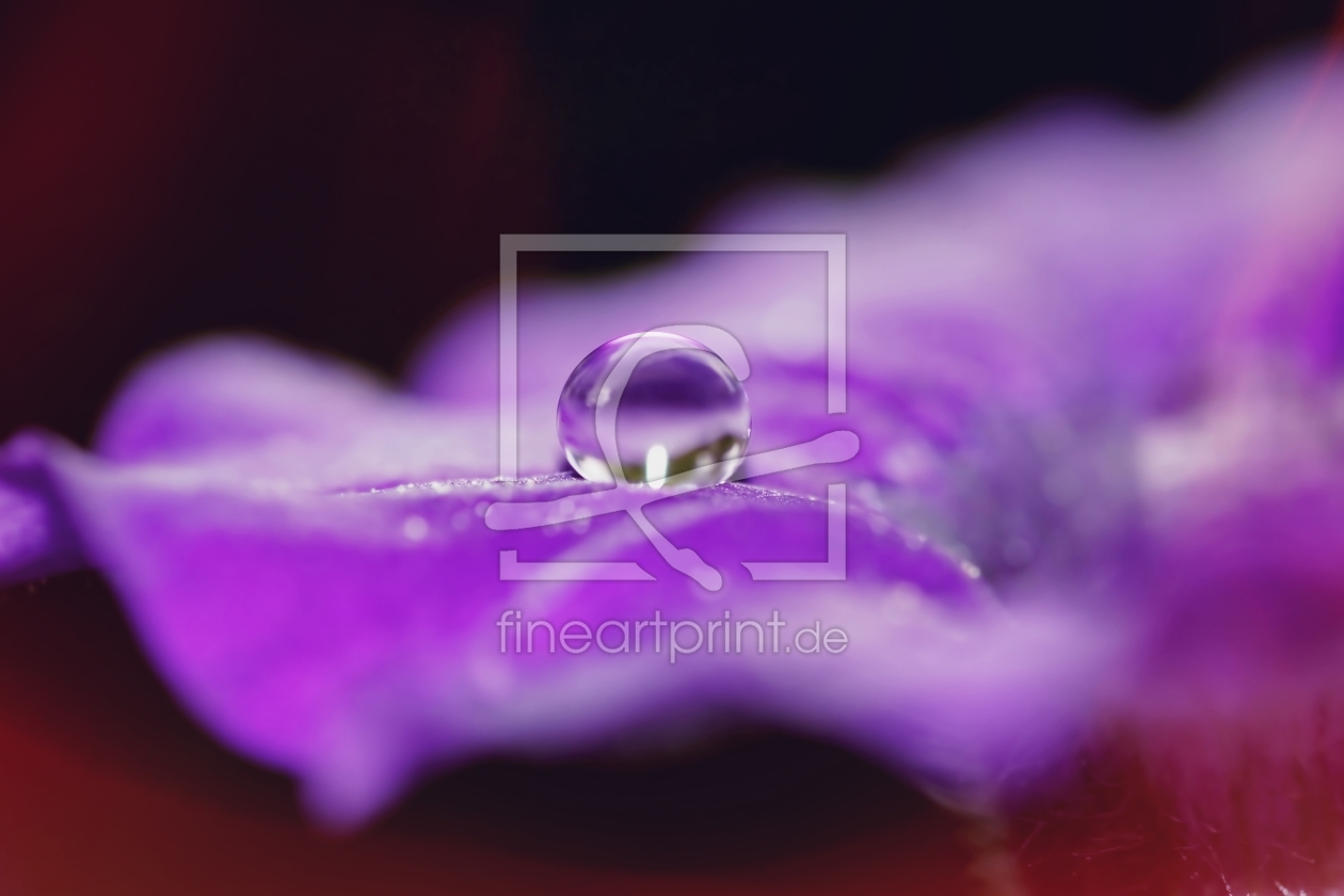 Bild-Nr.: 11825263 Lilac pearl erstellt von youhaveadream