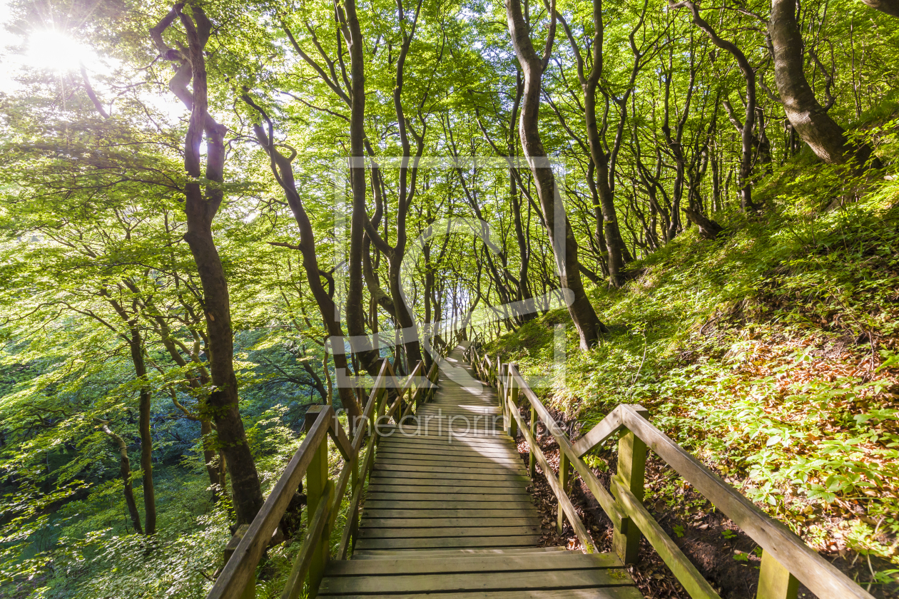 Bild-Nr.: 11825413 WALDWEG erstellt von dieterich