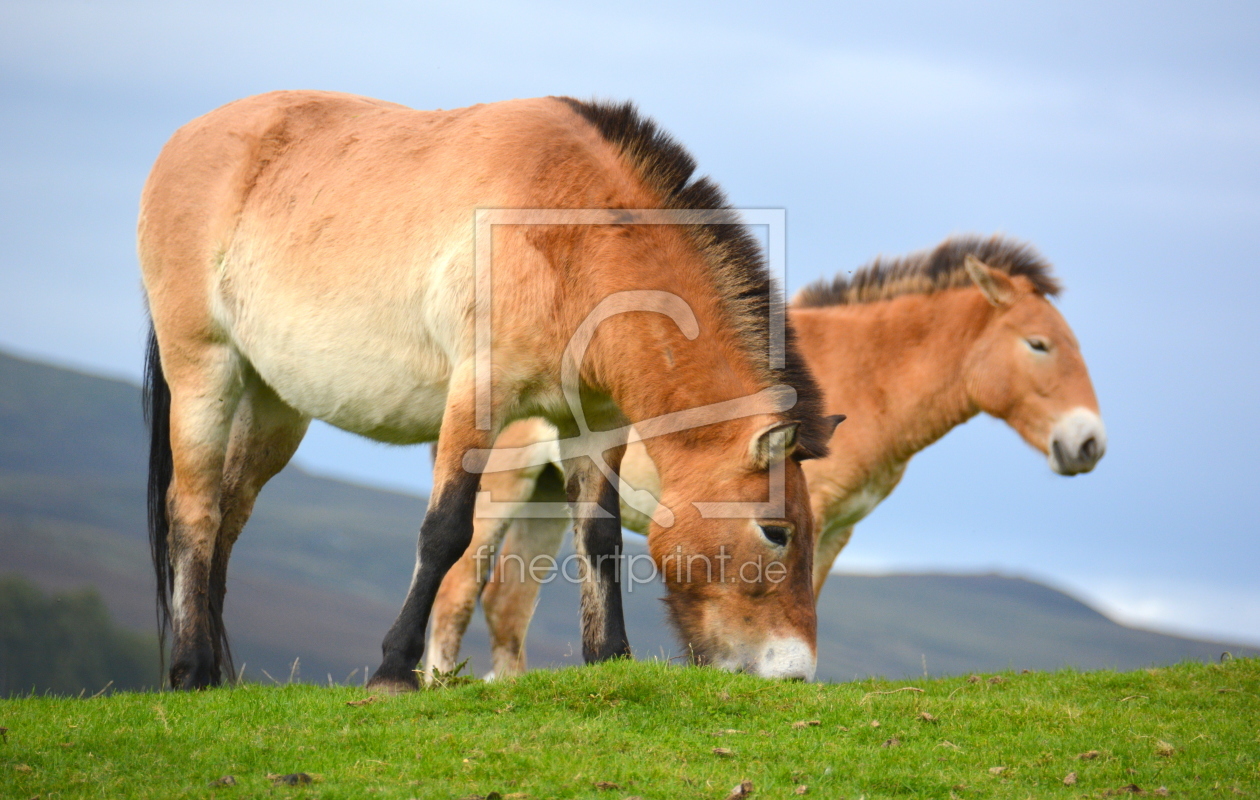 Bild-Nr.: 11825499 Przewalski-Pferdchen erstellt von GUGIGEI