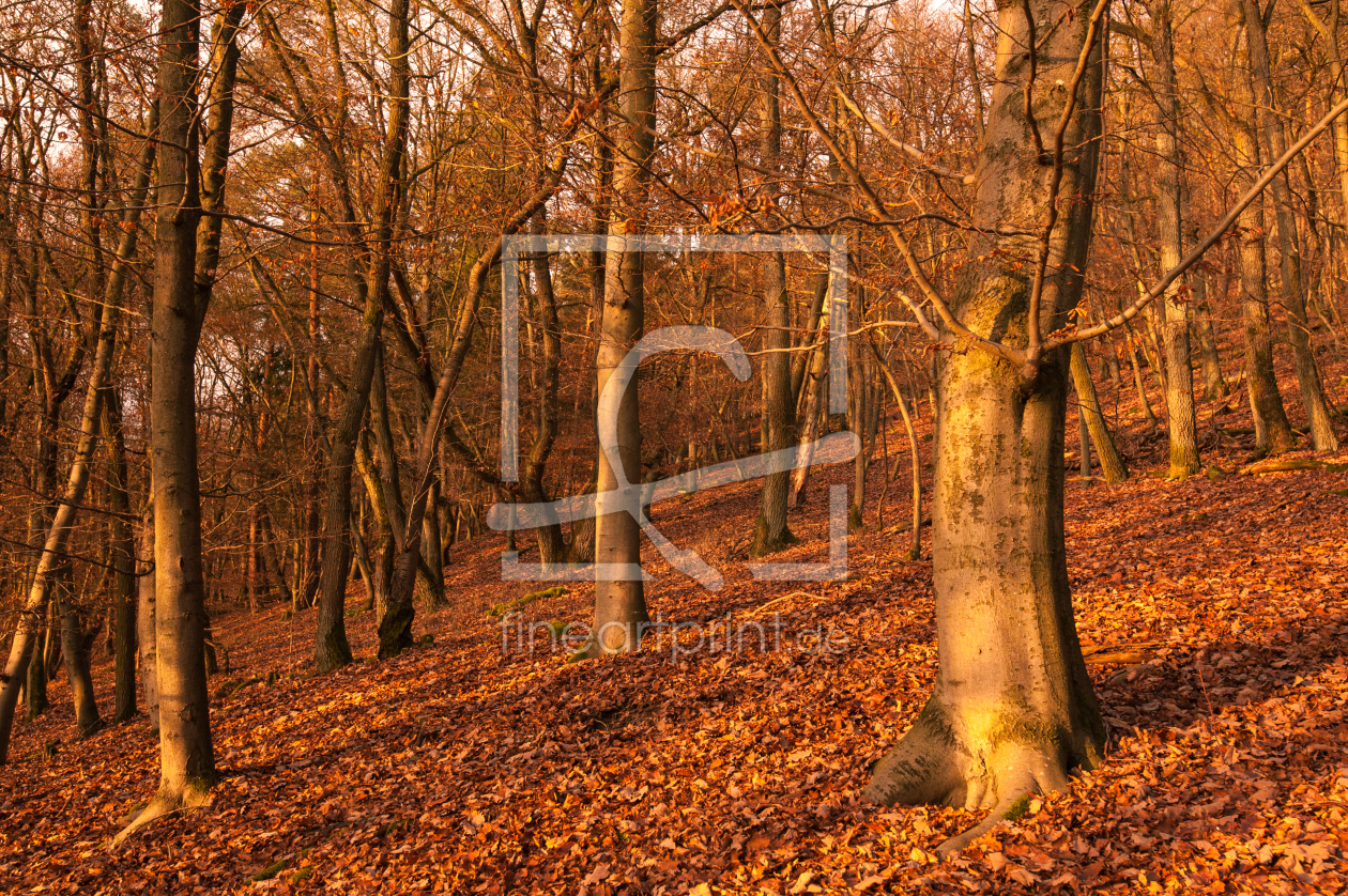 Bild-Nr.: 11825875 Abendlicht im Buchenwald erstellt von Fototommi