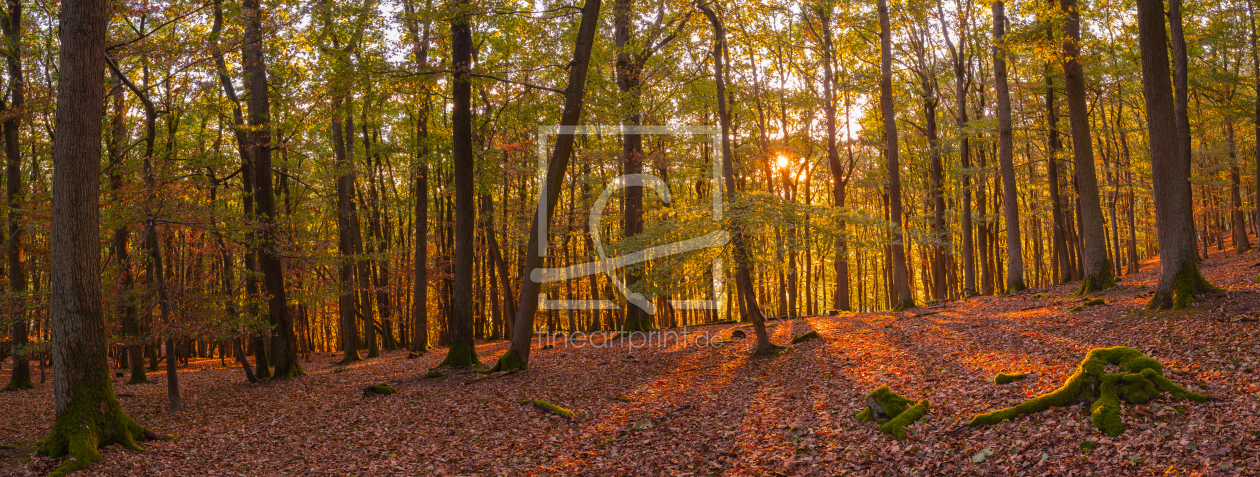 Bild-Nr.: 11826755 Abendlicht im Wald 2 erstellt von Fototommi