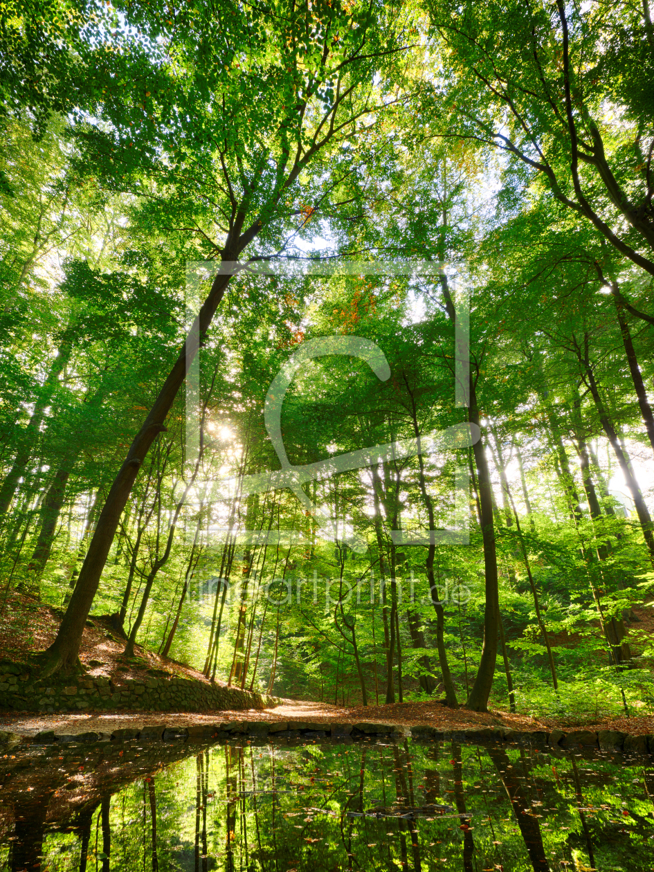 Bild-Nr.: 11826839 Teichgrundquelle in der Dresdner Heide erstellt von dresdner