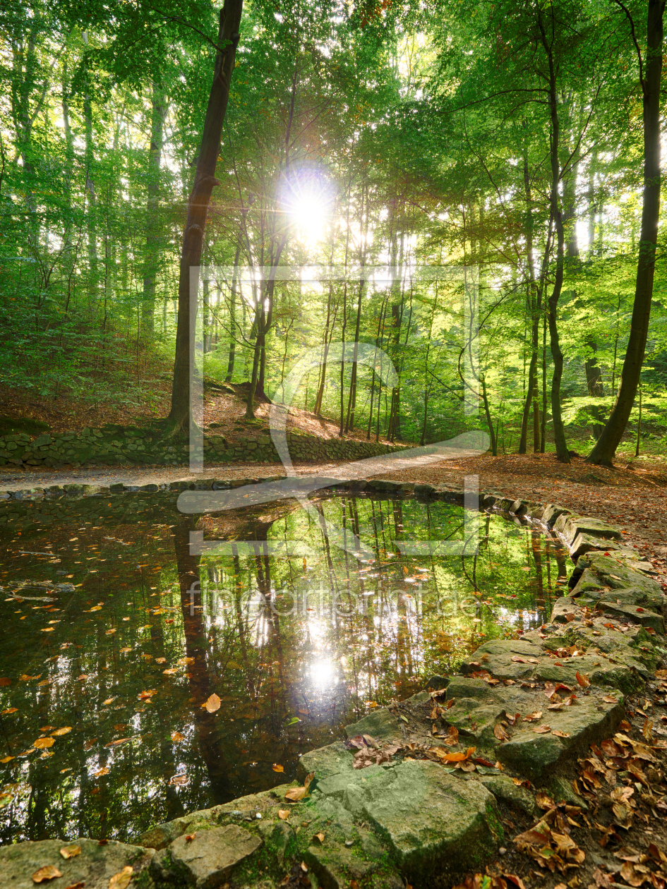 Bild-Nr.: 11826853 Teichgrundquelle in der Dresdner Heide erstellt von dresdner