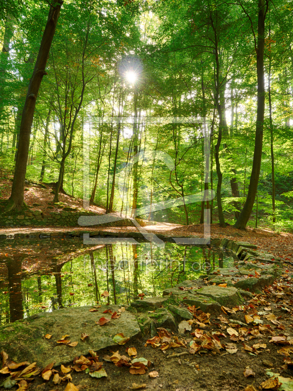 Bild-Nr.: 11826865 Teichgrundquelle in der Dresdner Heide erstellt von dresdner