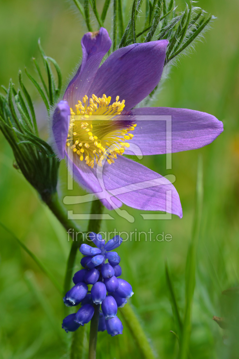 Bild-Nr.: 11827421 Pulsatilla und Muscari erstellt von falconer59