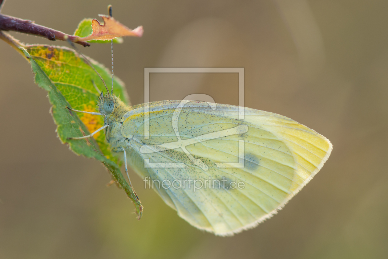 Bild-Nr.: 11827463 Schmetterling erstellt von Fototommi