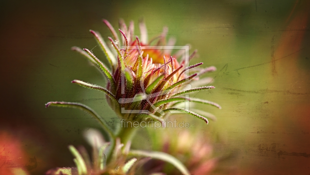 Bild-Nr.: 11828415 Herbstknospe erstellt von youhaveadream