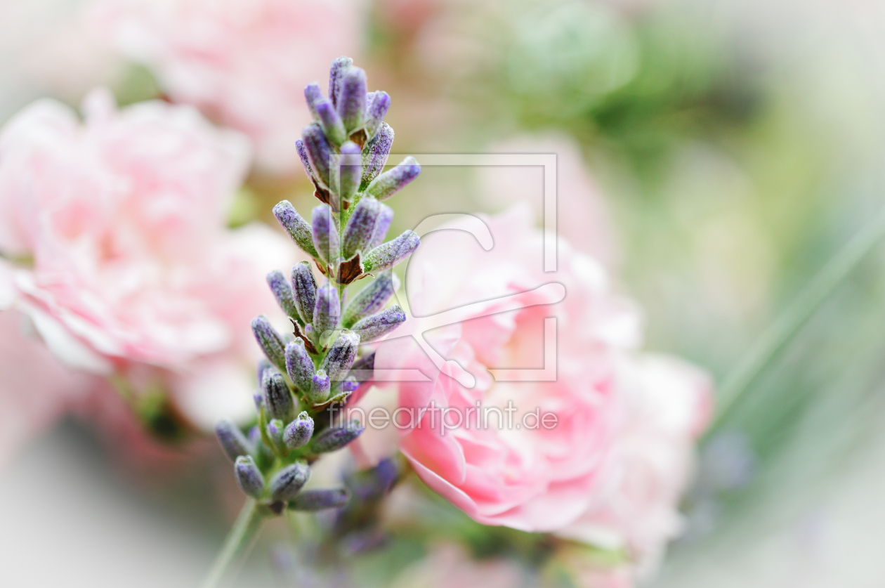 Bild-Nr.: 11828519 Roses and Lavender erstellt von ELIO