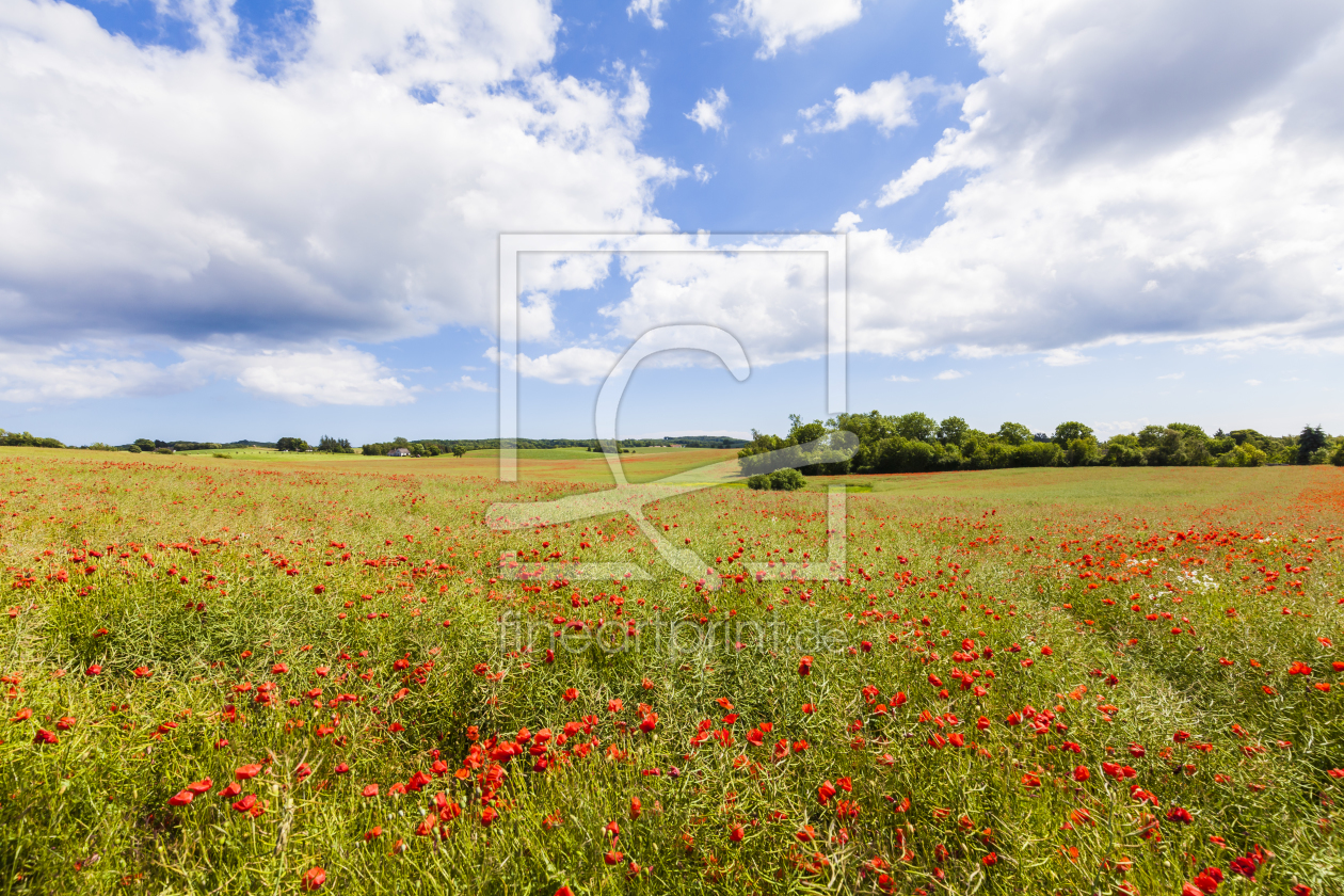 Bild-Nr.: 11828601 MOHN AUF DER INSEL MÖN erstellt von dieterich