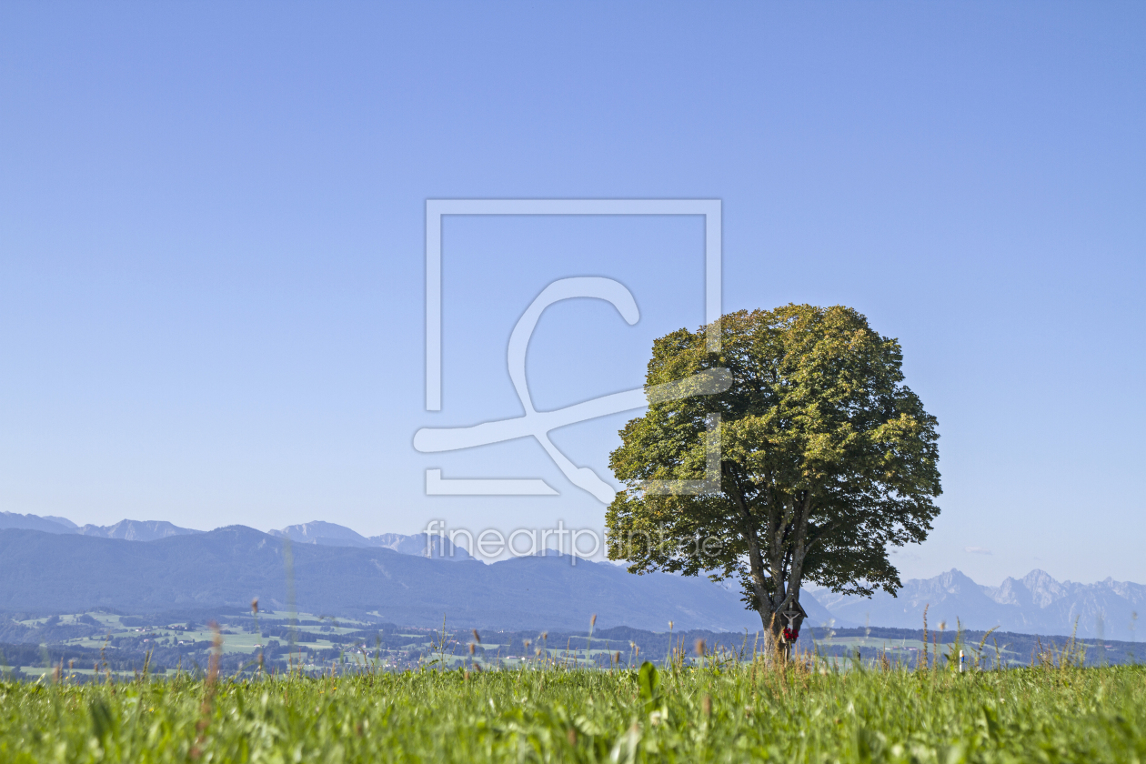 Bild-Nr.: 11828883 Laubbaum mit Bergkulisse erstellt von EderHans