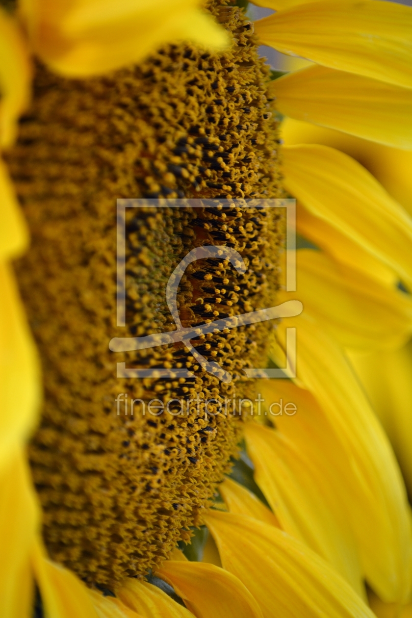 Bild-Nr.: 11828937 Sonnenblume im Profil erstellt von Bettina Schnittert