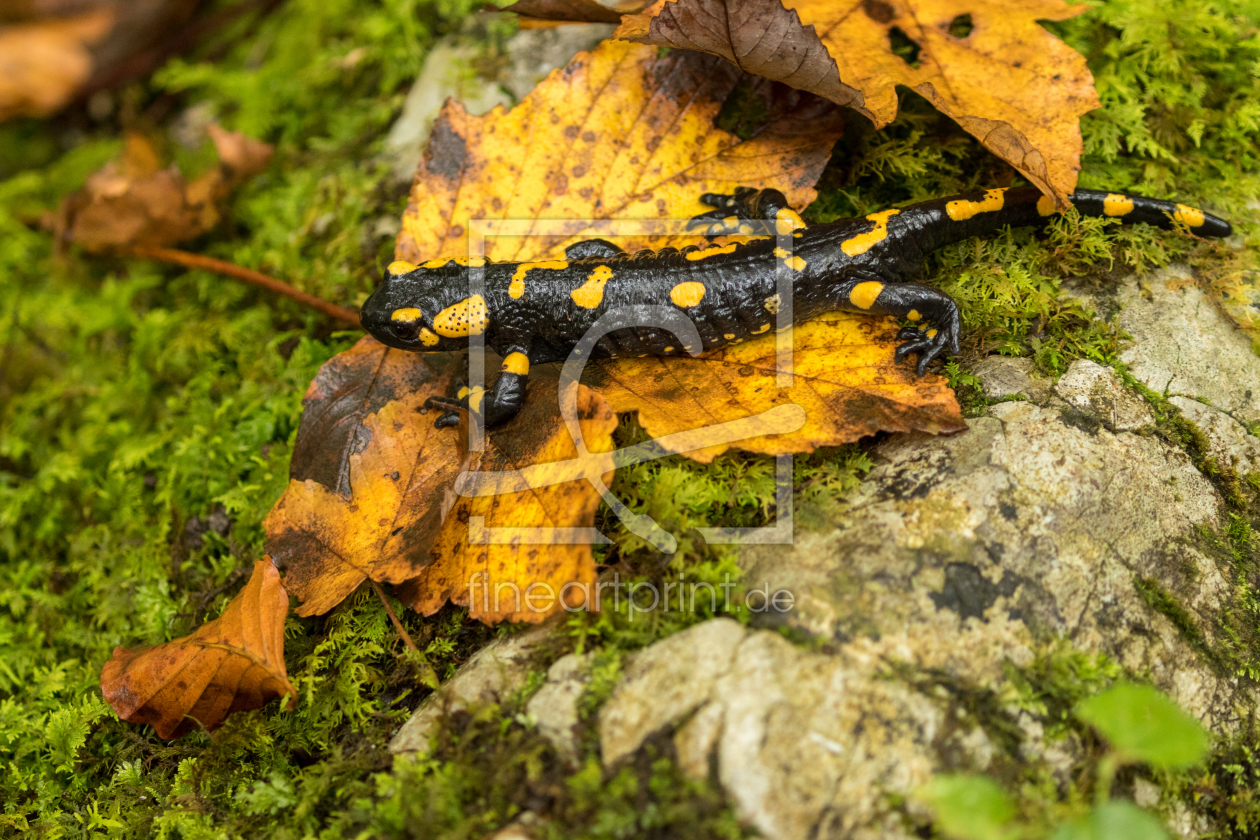 Bild-Nr.: 11830473 Feuersalamander im Herbst erstellt von KundenNr-325039