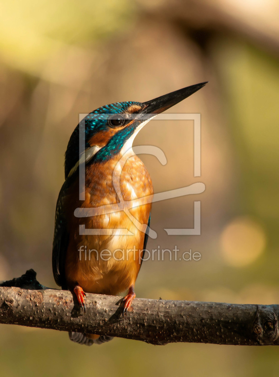 Bild-Nr.: 11831435 Eisvogel Bild-Nr.: 11831435 Eisvogel erstellt von ignosc