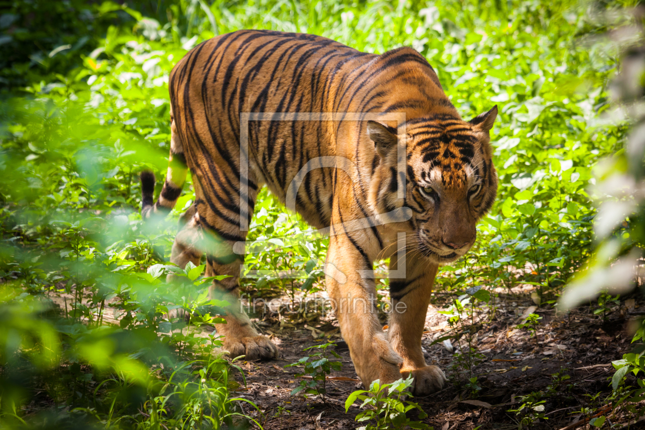 Bild-Nr.: 11831847 Königstiger Bild-Nr.: 11831847 Königstiger erstellt von janschuler