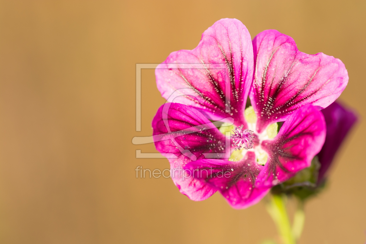 Bild-Nr.: 11831975 Blüte erstellt von Fototommi