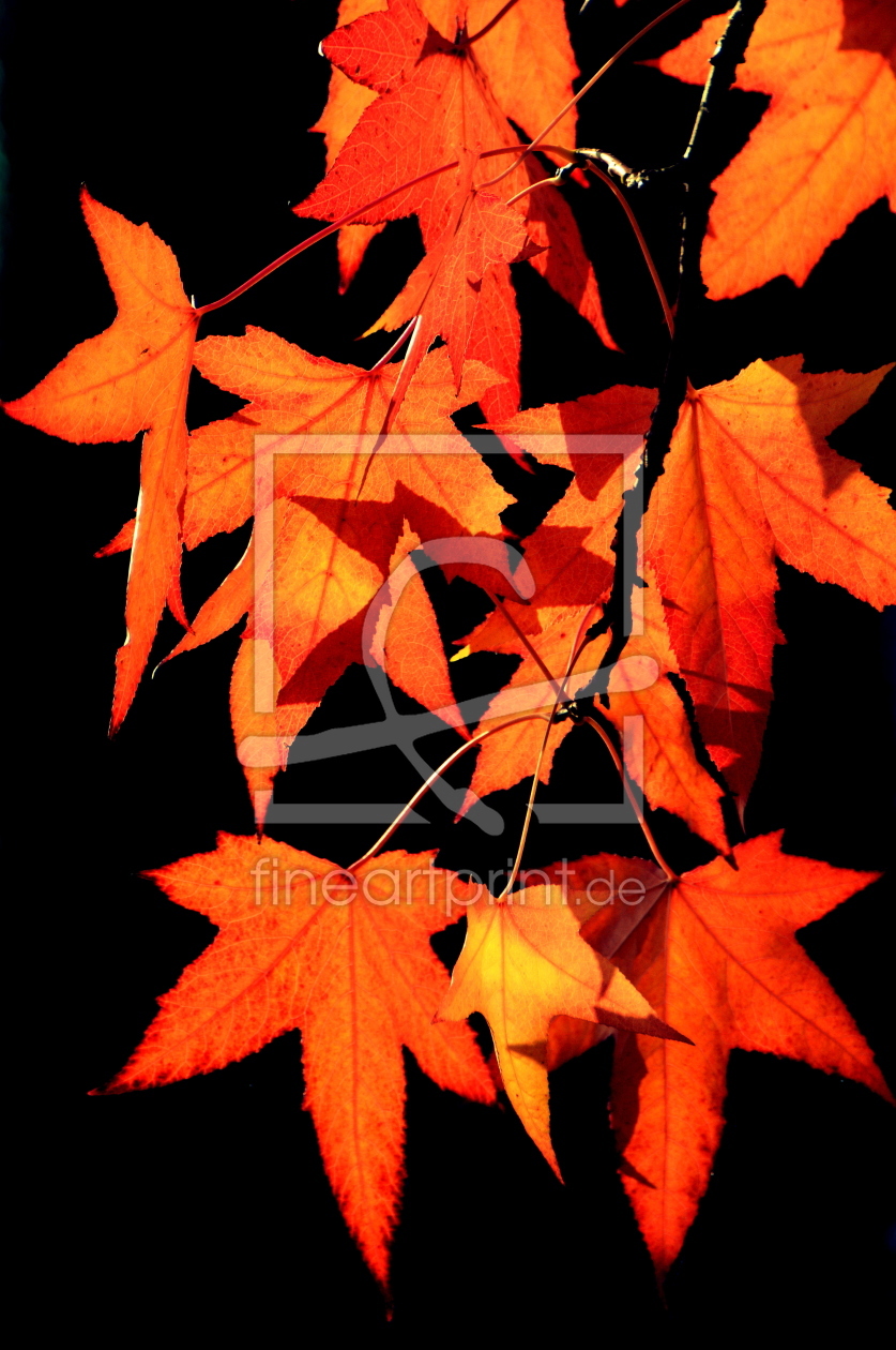 Bild-Nr.: 11832129 Ahornleuchten Bild-Nr.: 11832129 Ahornleuchten erstellt von GUGIGEI