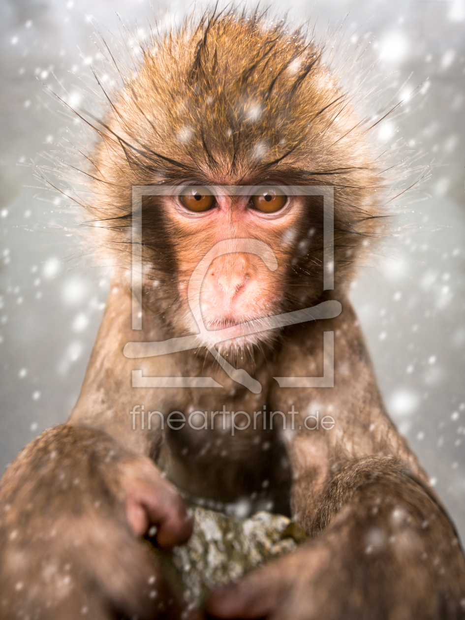 Bild-Nr.: 11832335 Snow Monkey im Schneesturm erstellt von eyetronic