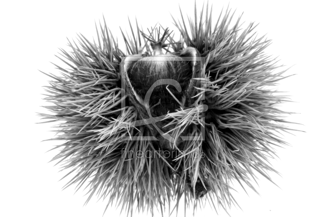 Bild-Nr.: 11832377 Die Edelkastanie - Castanea sativa Bild-Nr.: 11832377 Die Edelkastanie - Castanea sativa erstellt von DagmarMarina