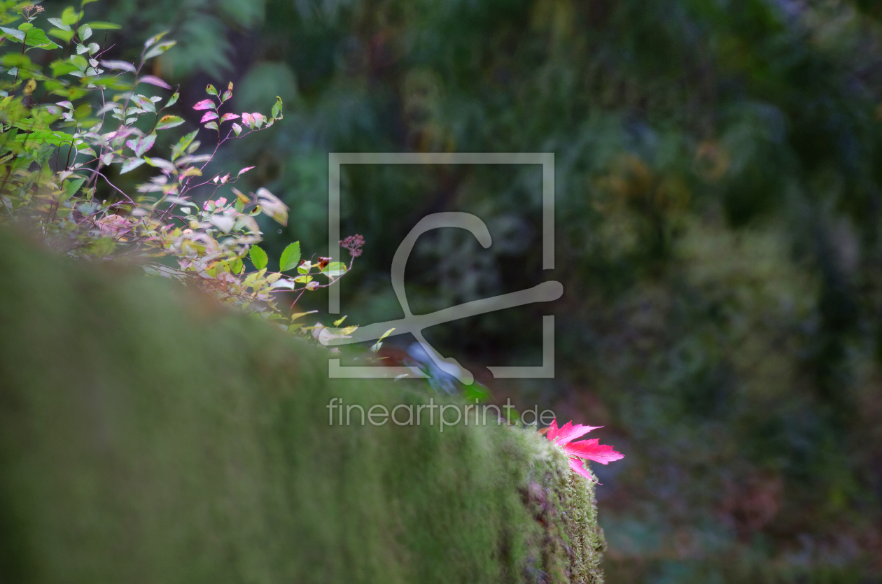 Bild-Nr.: 11832665 Herbstfarben Bild-Nr.: 11832665 Herbstfarben erstellt von Rolf Eschbach