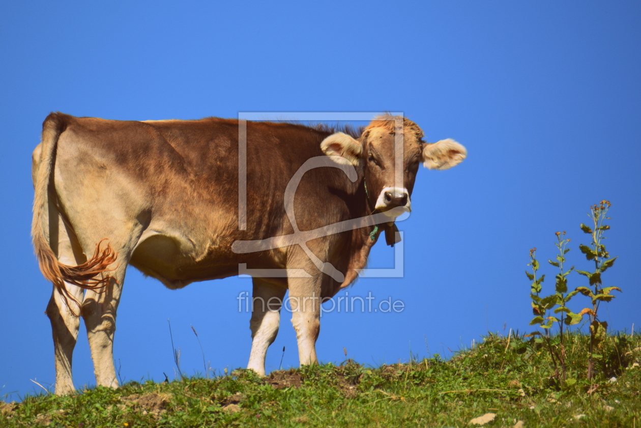 Bild-Nr.: 11834393 Allgäuer Kuh erstellt von GUGIGEI