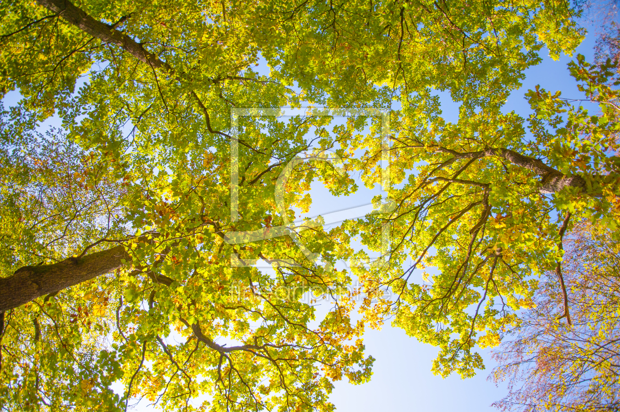 Bild-Nr.: 11835103 Eichenlaub im Herbst erstellt von Fototommi