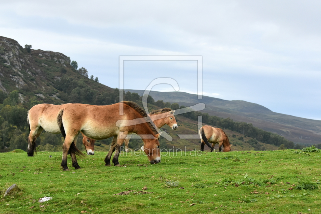 Bild-Nr.: 11835121 Przewalski-Pferde erstellt von GUGIGEI