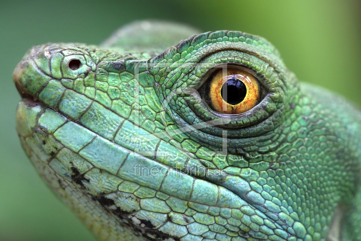 Bild-Nr.: 11835161 Stirnlappenbasilisk Bild-Nr.: 11835161 Stirnlappenbasilisk erstellt von Matthias Besant